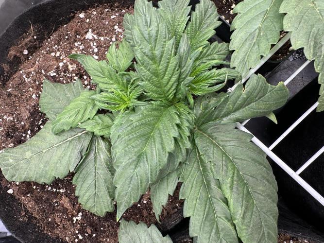 Apple Strudel & Grape Cookies. Week 4