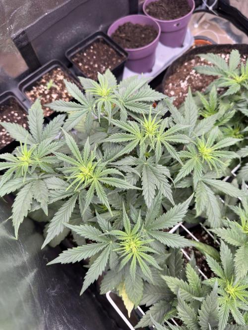 Apple Strudel & Grape Cookies. Week 4