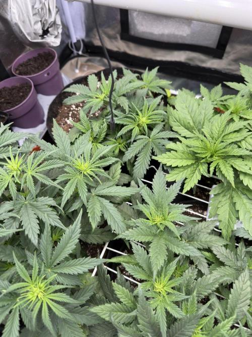 Apple Strudel & Grape Cookies. Week 4