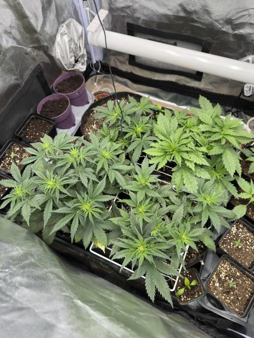 Apple Strudel & Grape Cookies. Week 4