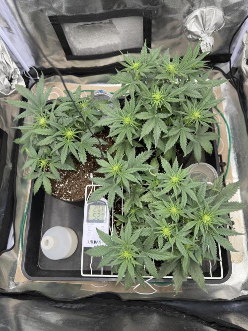 Apple Strudel & Grape Cookies. Week 4