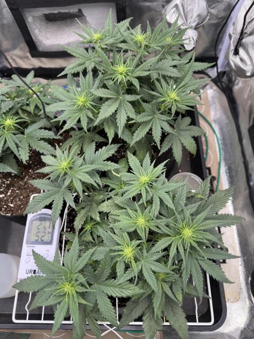 Apple Strudel & Grape Cookies. Week 4