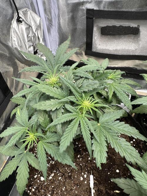 Apple Strudel & Grape Cookies. Week 4