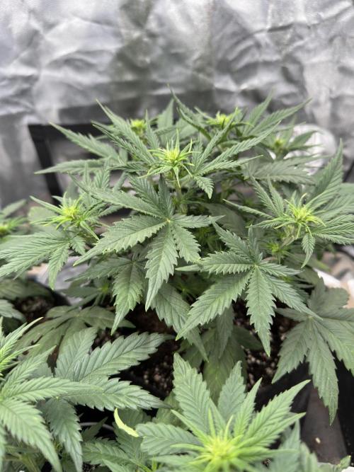 Apple Strudel & Grape Cookies. Week 4