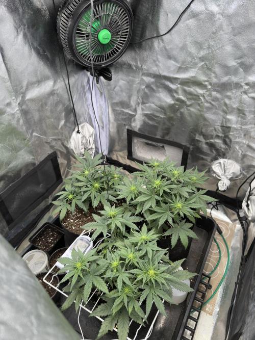 Apple Strudel & Grape Cookies. Week 4