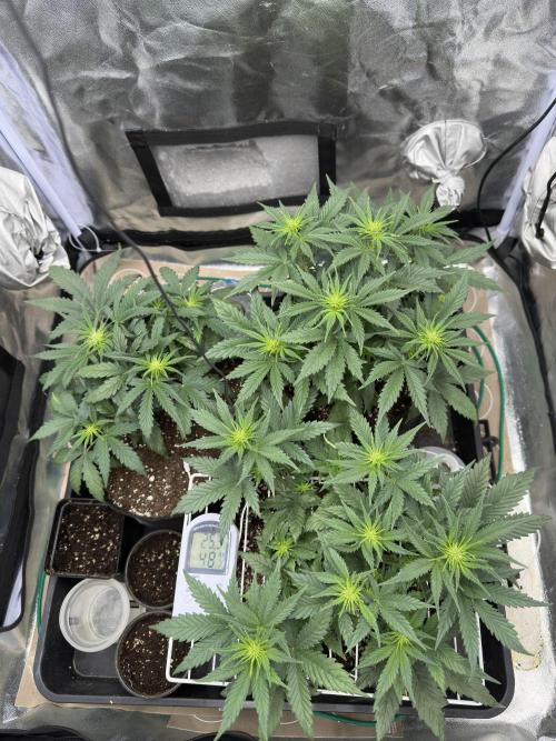 Apple Strudel & Grape Cookies. Week 5
