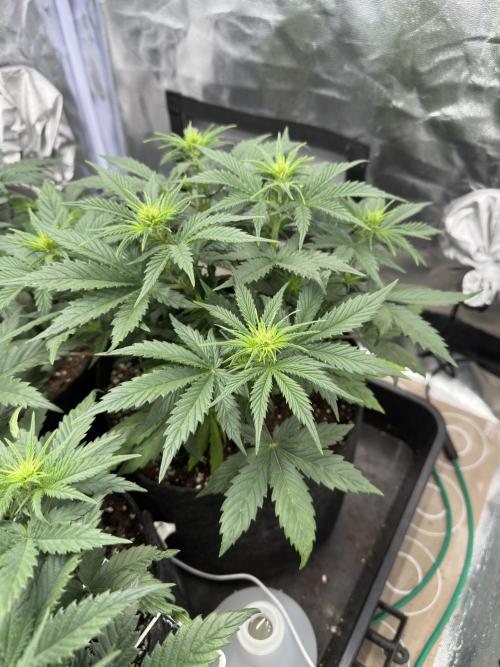 Apple Strudel & Grape Cookies. Week 5