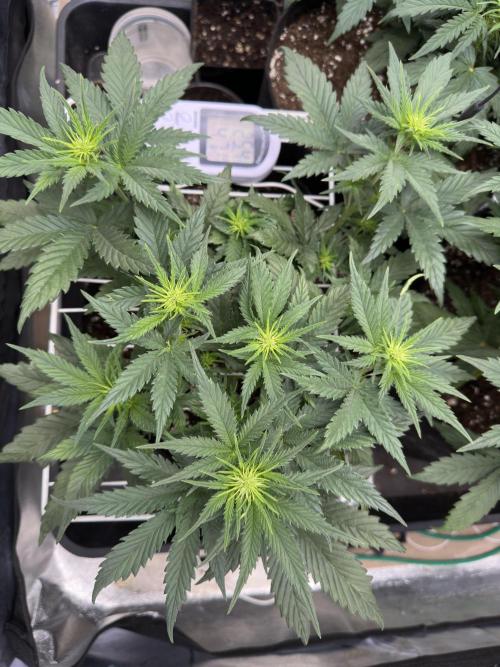 Apple Strudel & Grape Cookies. Week 5