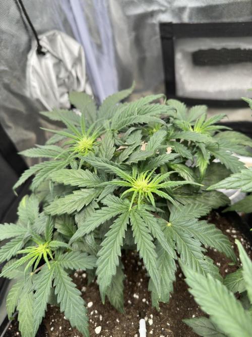 Apple Strudel & Grape Cookies. Week 5