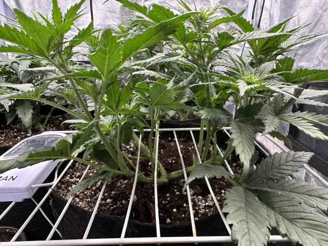 Apple Strudel & Grape Cookies. Week 5