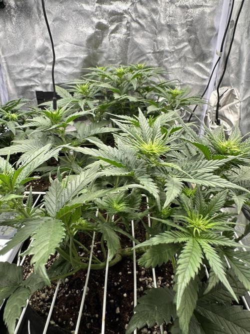 Apple Strudel & Grape Cookies. Week 5