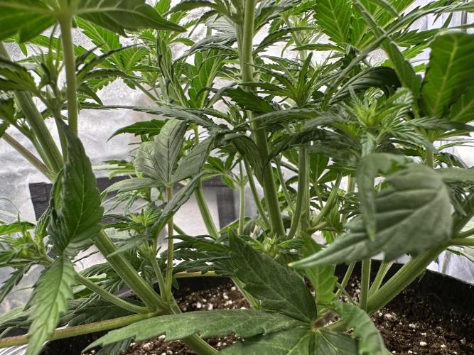 Apple Strudel & Grape Cookies. Week 5