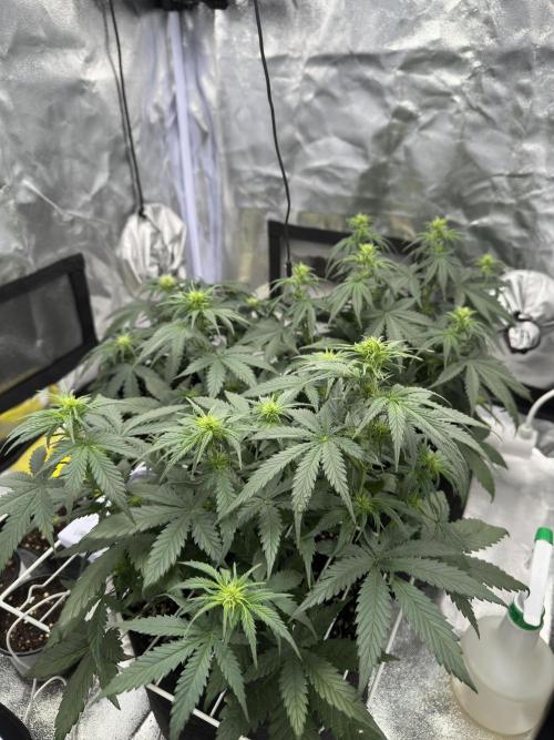 Apple Strudel & Grape Cookies. Week 5