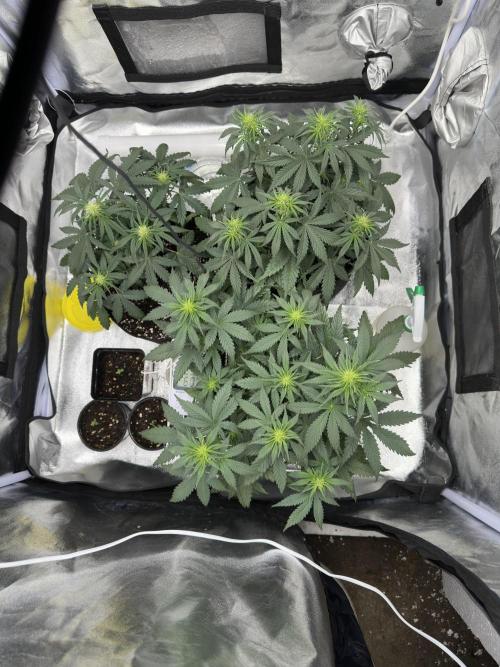 Apple Strudel & Grape Cookies. Week 5