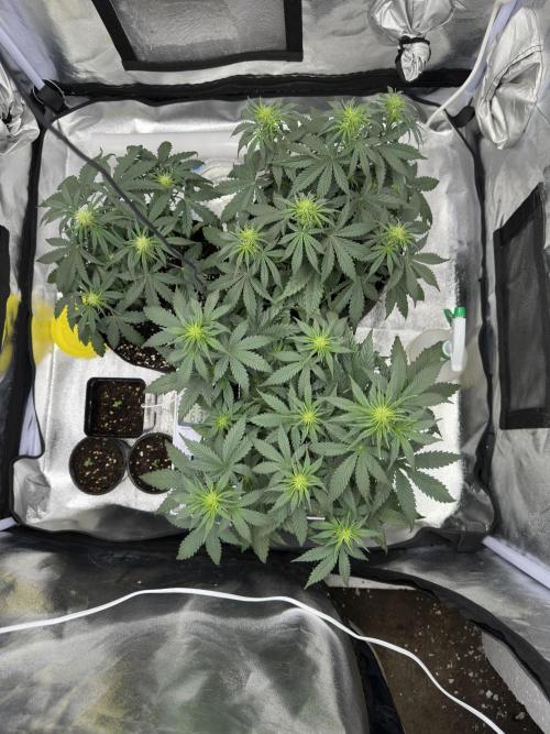 Apple Strudel & Grape Cookies. Week 5