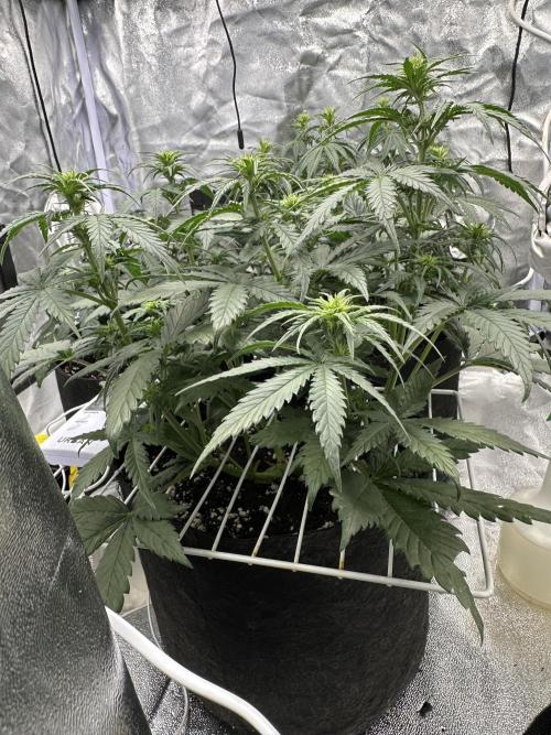 Apple Strudel & Grape Cookies. Week 5