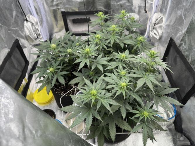 Apple Strudel & Grape Cookies. Week 5