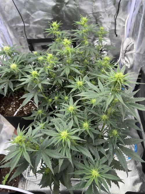 Apple Strudel & Grape Cookies. Week 6