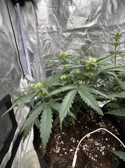 Apple Strudel & Grape Cookies. Week 6 - G.C.