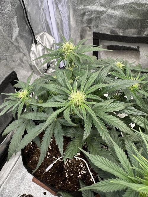 Apple Strudel & Grape Cookies. Week 6 - G.C.