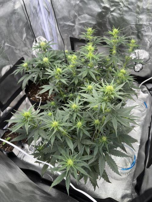 Apple Strudel & Grape Cookies. Week 6