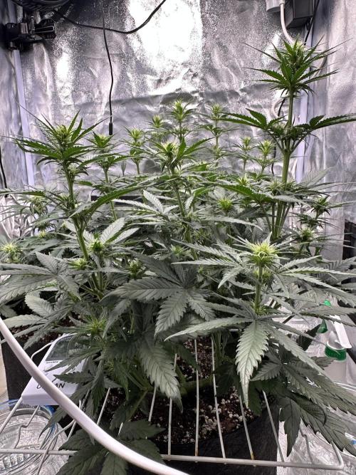 Apple Strudel & Grape Cookies. Week 6