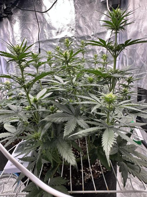 Apple Strudel & Grape Cookies. Week 6