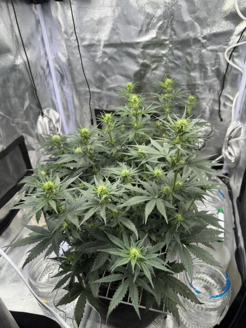 Apple Strudel & Grape Cookies. Week 6
