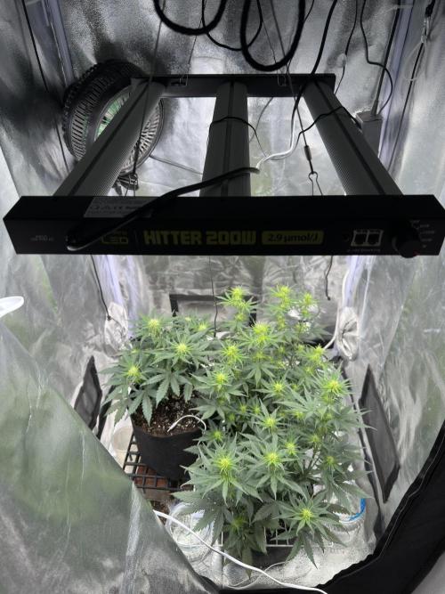 Apple Strudel & Grape Cookies. Week 6