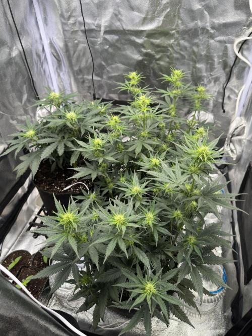 Apple Strudel & Grape Cookies. Week 6