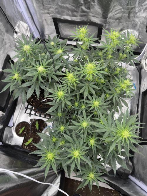 Apple Strudel & Grape Cookies. Week 6