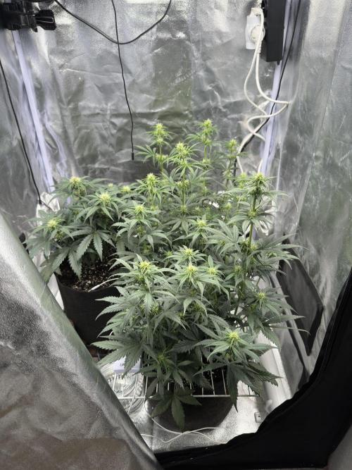 Apple Strudel & Grape Cookies. Week 6