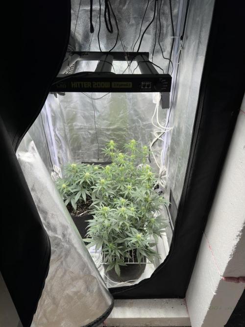 Apple Strudel & Grape Cookies. Week 6