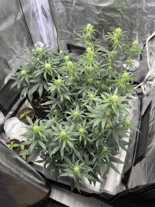 Apple Strudel & Grape Cookies. Week 6