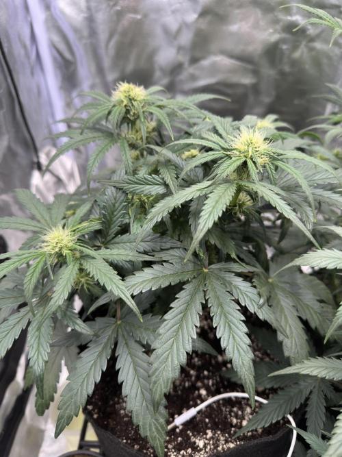 Apple Strudel & Grape Cookies. Week 6