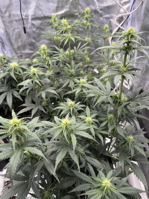 Apple Strudel & Grape Cookies. Week 6