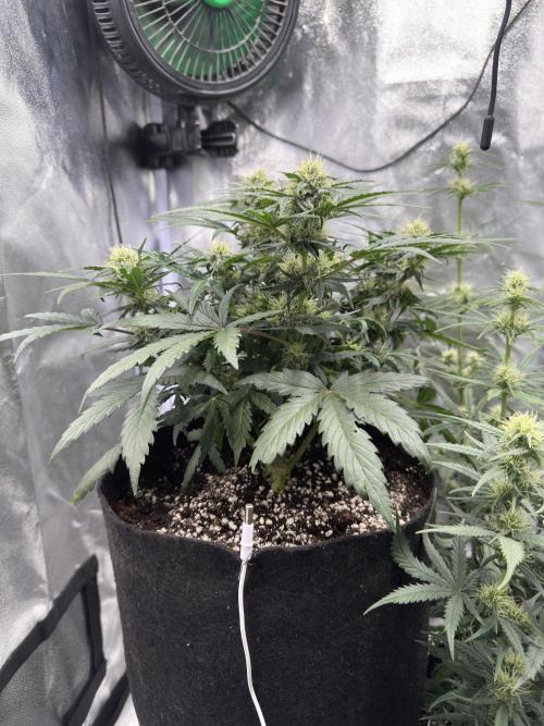 Apple Strudel & Grape Cookies. Week 7 - G.C.