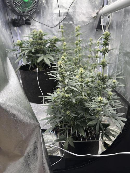 Apple Strudel & Grape Cookies. Week 7