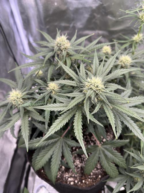 Apple Strudel & Grape Cookies. Week 7 - G.C.