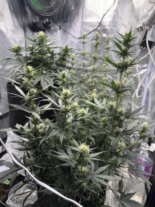 Apple Strudel & Grape Cookies. Week 7