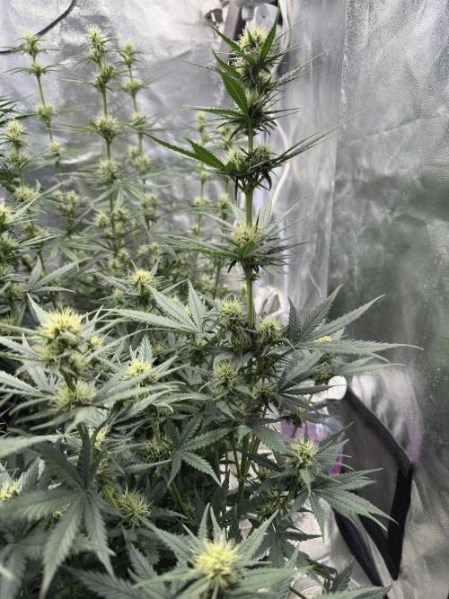 Apple Strudel & Grape Cookies. Week 7