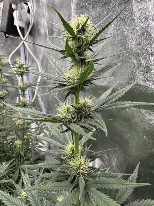 Apple Strudel & Grape Cookies. Week 7