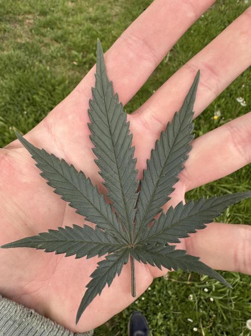 Apple Strudel & Grape Cookies. Week 7