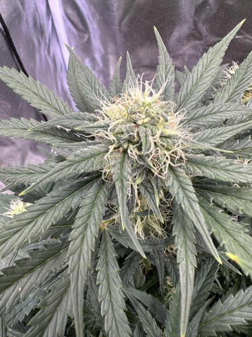 Apple Strudel & Grape Cookies. Week 7 - G.C.