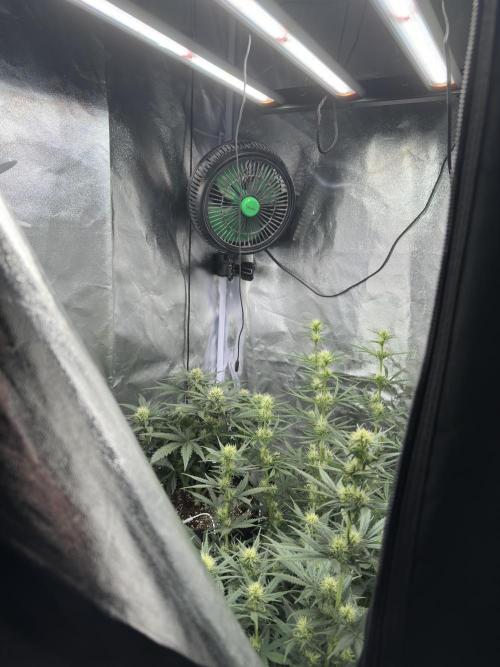 Apple Strudel & Grape Cookies. Week 7