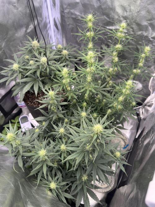 Apple Strudel & Grape Cookies. Week 7