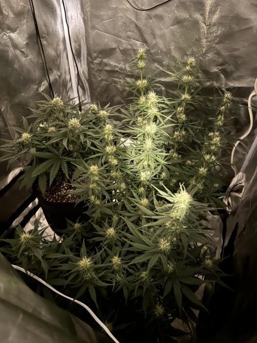 Apple Strudel & Grape Cookies. Week 7
