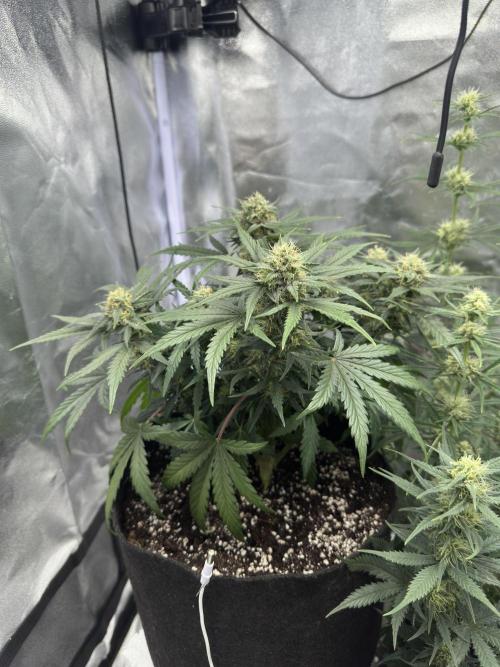 Apple Strudel & Grape Cookies. Week 8 - G.C.