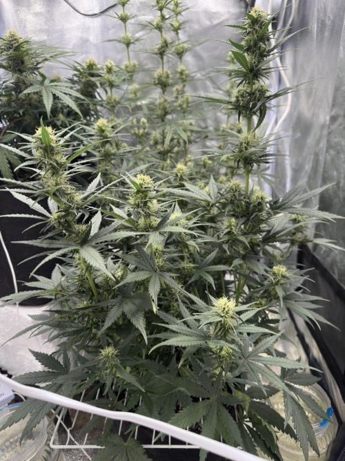 Apple Strudel & Grape Cookies. Week 8