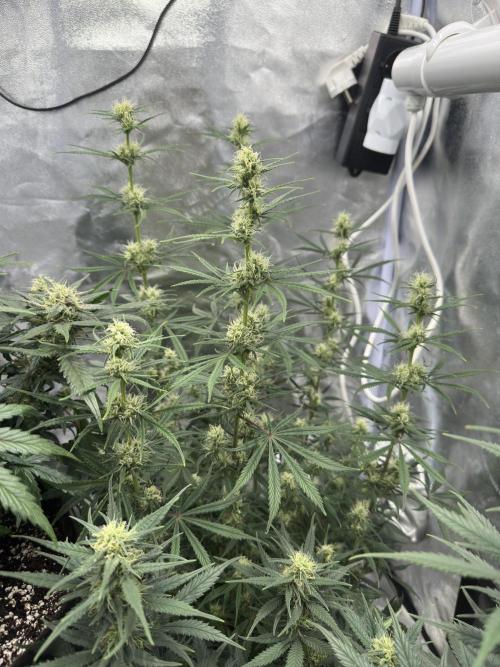 Apple Strudel & Grape Cookies. Week 8